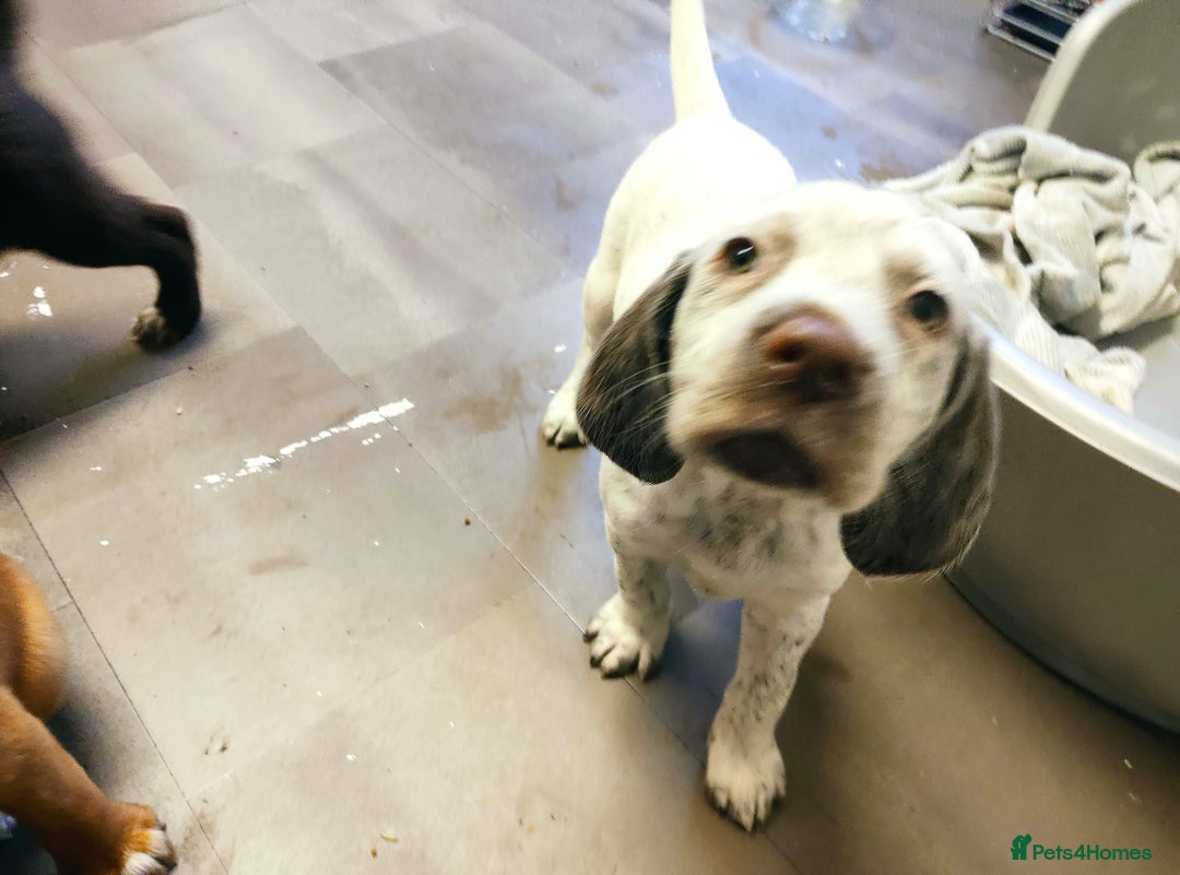 Mixed Breed dogs for sale: Sprizla pointer puppies for sale  - Image 3