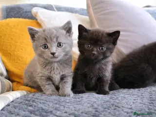 British Shorthair cats British shorthair - Advert 15