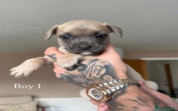 Mixed Breed dogs for sale: 11 gorgeous Staffy x Frenchie pups🤍 - Image 3