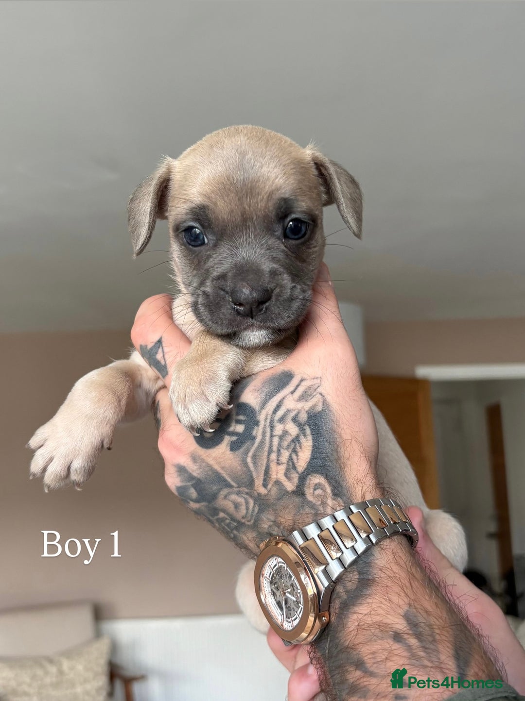 Mixed Breed dogs for sale: 11 gorgeous Staffy x Frenchie pups🤍 - Image 3