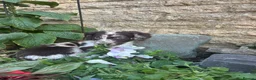 Sprocker dogs for sale: Puppies  - Advert 10