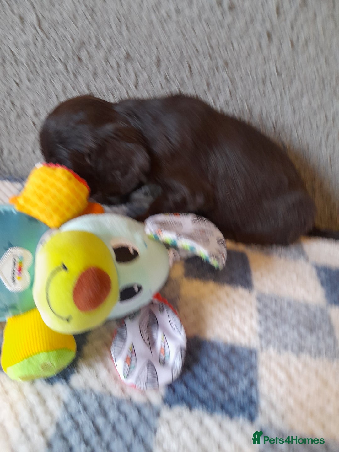 Sproodle dogs for sale: Gorgeous Sproodle pups. - Advert 9