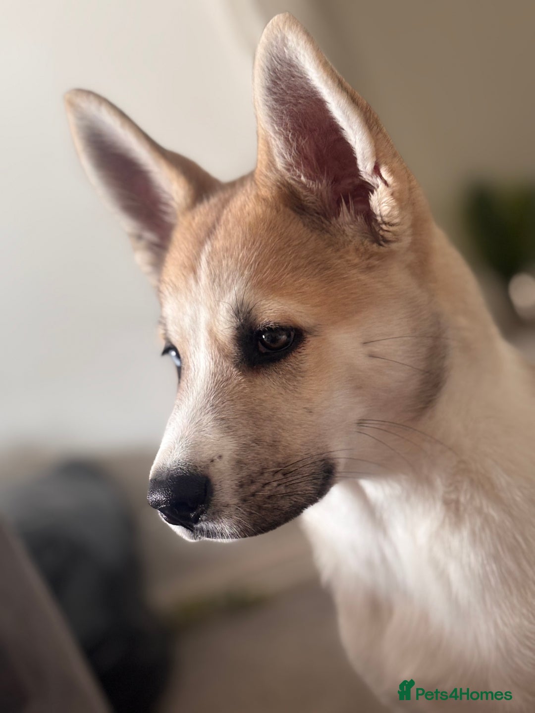 Huskita dogs for sale: Husky x Akita (Huskita) - Image 2