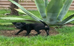Mexican Hairless dogs for sale: Mexican hairless mini puppies for sale  in Wickford - Image 2