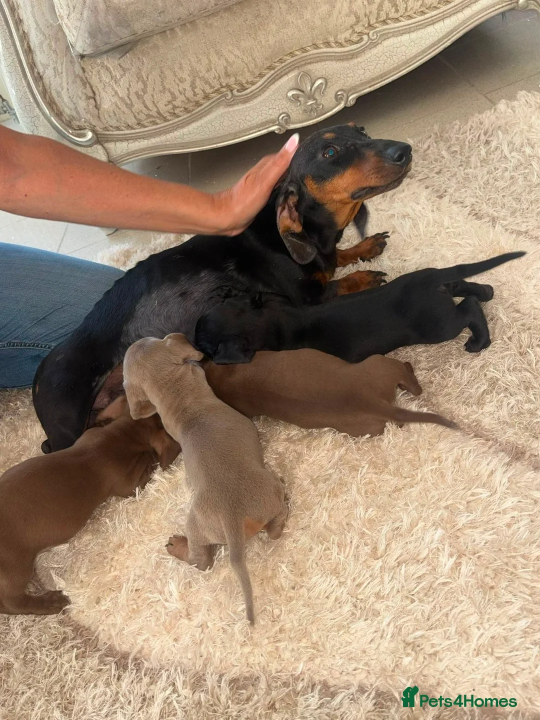 Dachshund dogs for sale: Puppies  in Kingswinford - Advert 1