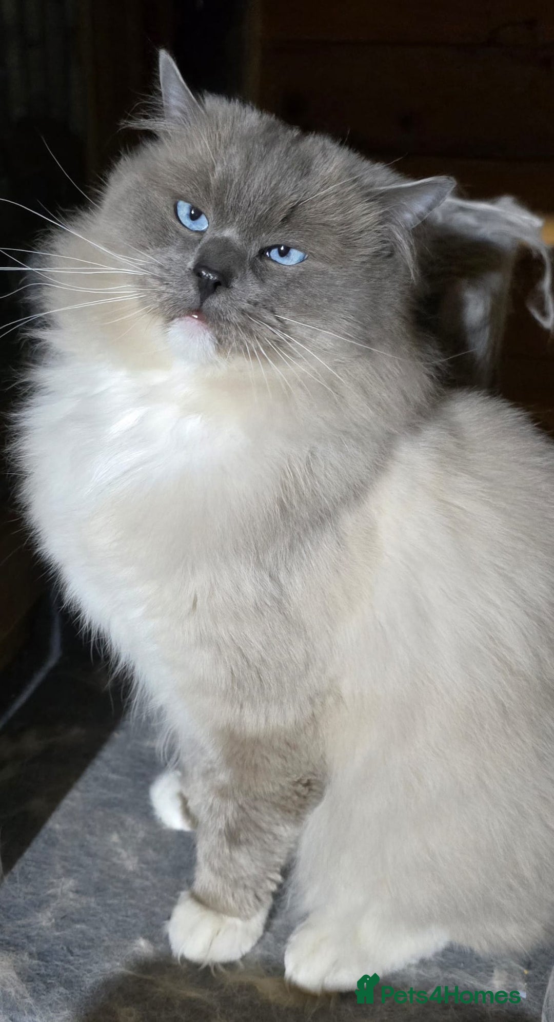 Ragdoll cats for sale: Gorgeous Ragdoll boys - Advert 1