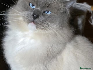 Ragdoll cats Gorgeous Ragdoll boys - Advert 1