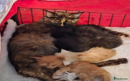 Maine Coon cats for sale: Black smoke pedigree Maine Coon in Kettering - Image 6