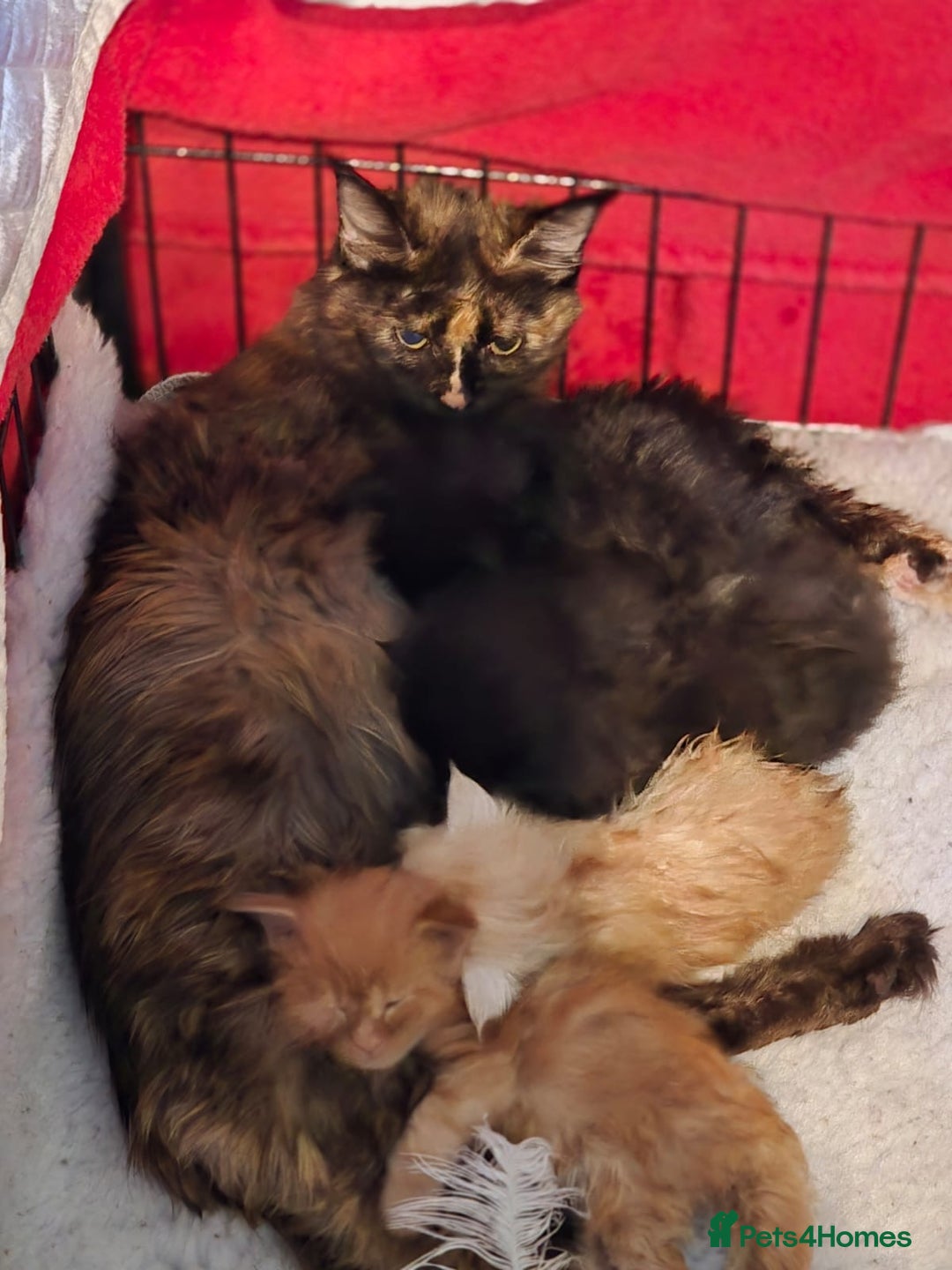 Maine Coon cats for sale: Black smoke pedigree Maine Coon in Kettering - Image 6