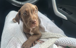 Mixed Breed dogs for sale: Cane corso x staff puppies  - Image 7