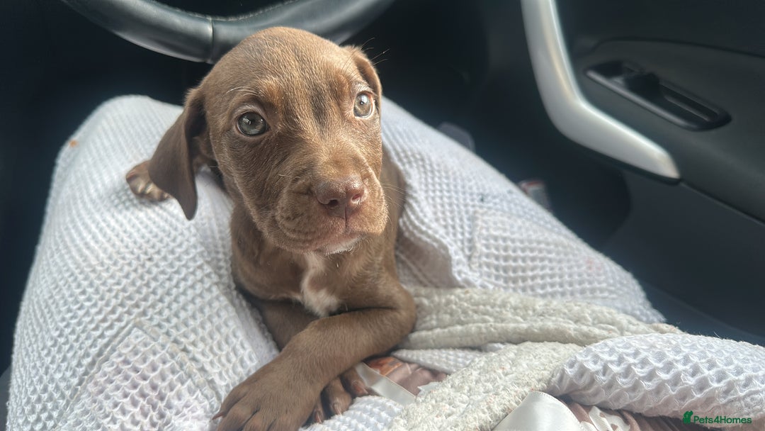 Mixed Breed dogs for sale: Cane corso x staff puppies  - Image 7