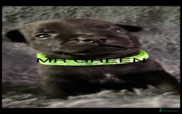 Staffordshire Bull Terrier dogs for sale: Paws Above The Rest  - Image 26