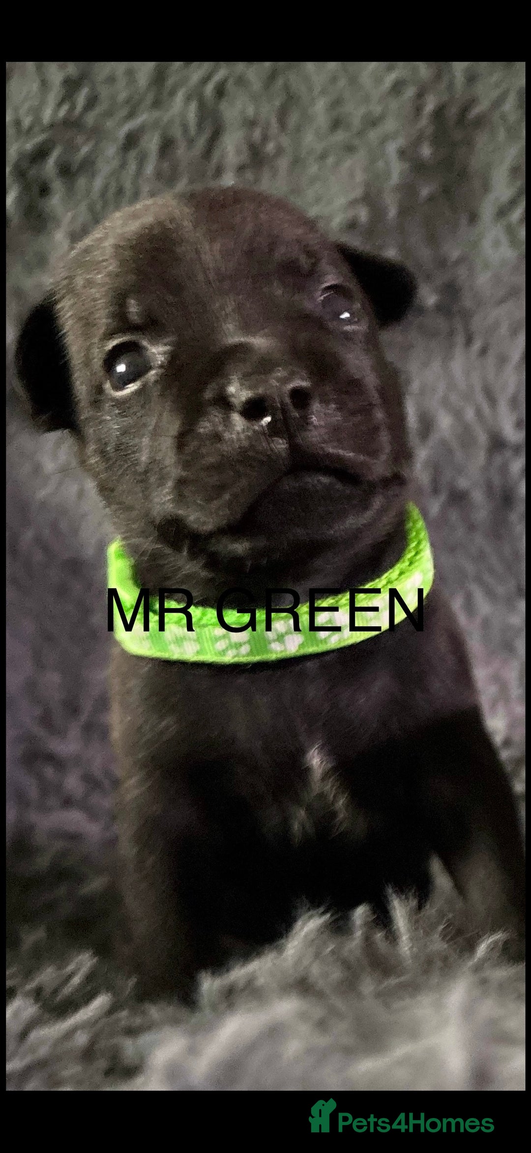 Staffordshire Bull Terrier dogs for sale: Paws Above The Rest  - Image 26