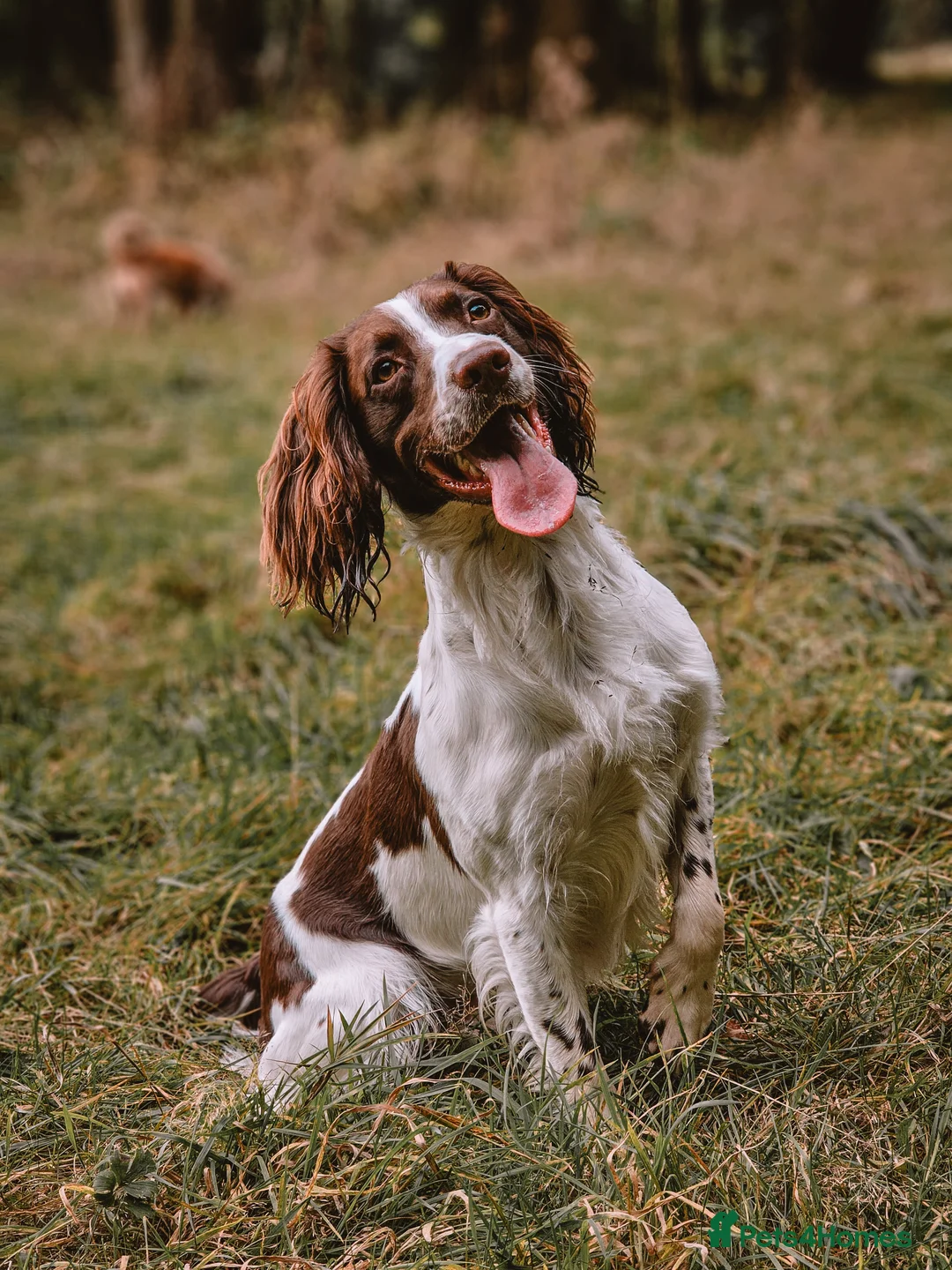 English Springer Spaniel dogs for stud: English Springer Spaniel Stud in Derby - Advert 8