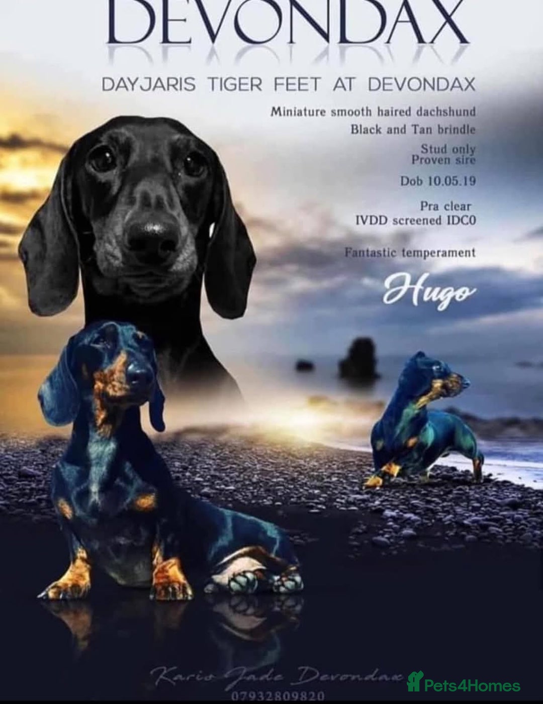 Miniature Dachshund dogs for sale: Exceptional pedigree miniature Dachshunds  - Image 15