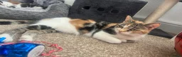 Mixed Breed cats for sale: 5 mixed breed kittens looking for a forever home - Advert 10