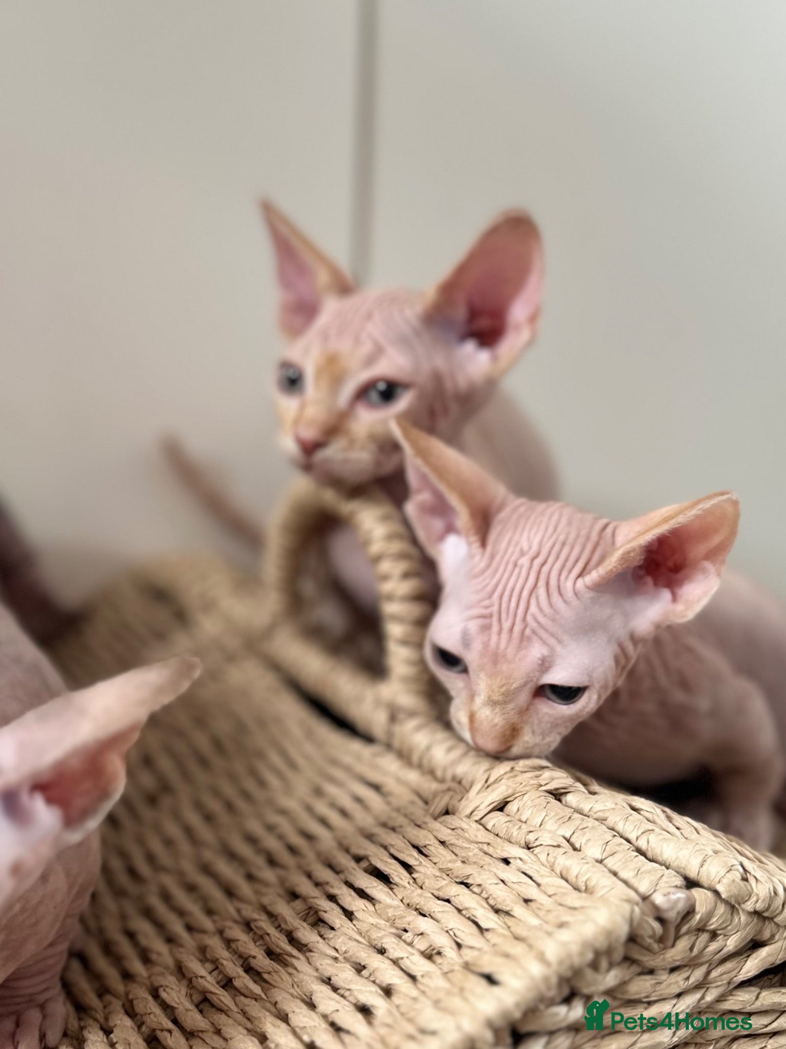 Sphynx cats Canadian Sphynx kittens READY NOW - Advert 6