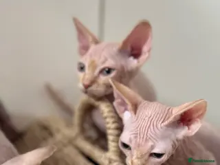 Sphynx cats Canadian Sphynx kittens READY NOW - Advert 6