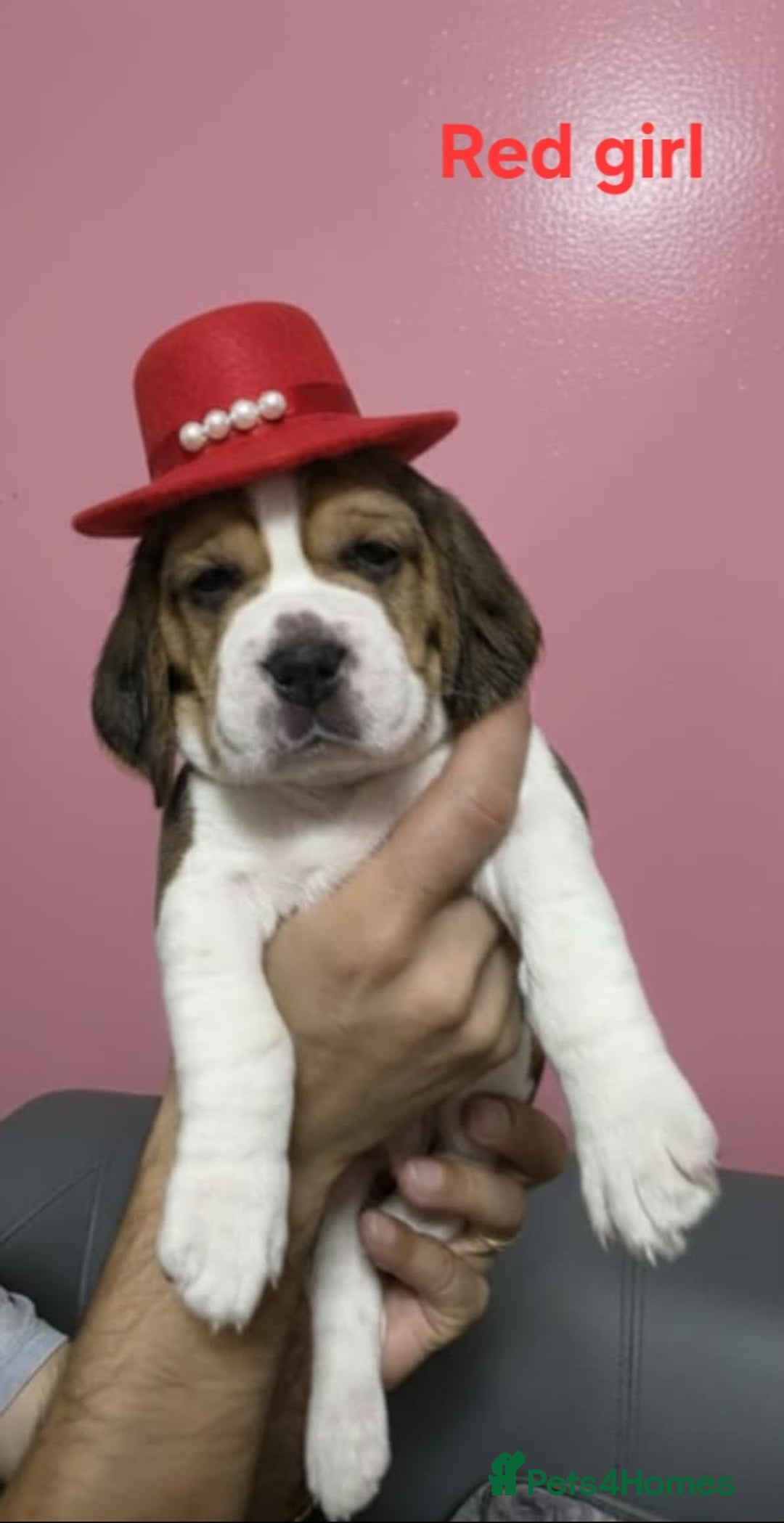Beagle dogs for sale: Sweet litter of tri-colored beagle - Image 7