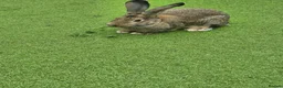 Continental Giant rabbits for sale: Male rabbit  - Advert 3