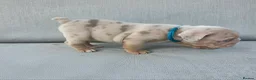 English Bulldog dogs for sale: Beautiful litter of English Bulldogs - Advert 23