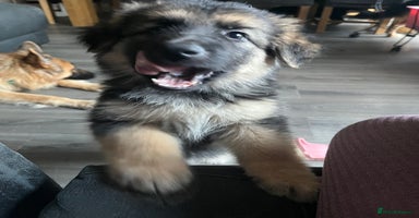 German Shepherd dogs - Advert 4