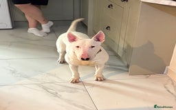 English Bull Terrier dogs for sale: Quality English bull terrier .  - Image 8