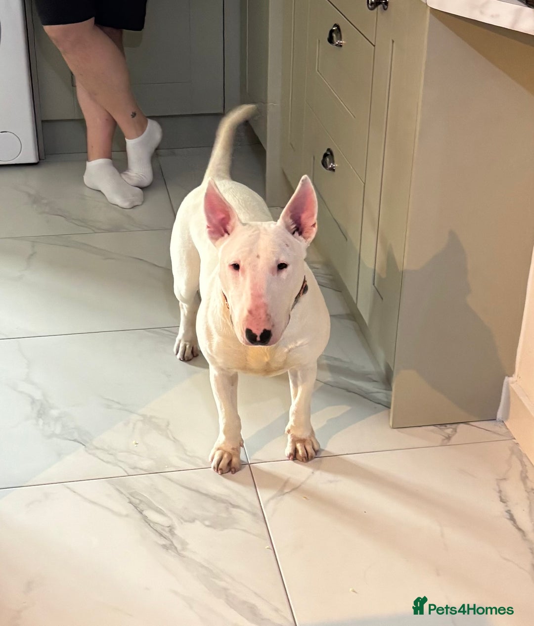 English Bull Terrier dogs for sale: Quality English bull terrier .  - Image 8