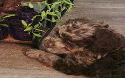 Cockapoo dogs for sale: bold and beautiful F2 miniature cockapoo - Image 5