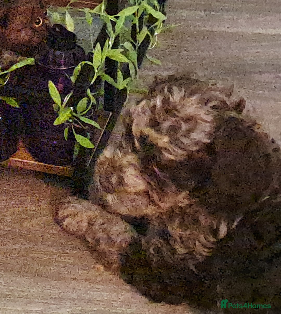 Cockapoo dogs for sale: bold and beautiful F2 miniature cockapoo - Image 5