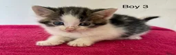 British Shorthair cats for sale: Kittens ready to go now  - Advert 6