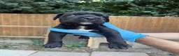 Presa Canario dogs for sale: World class presa canarios  - Advert 26