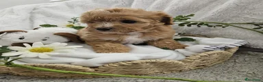 Cavapoo Puppy 4