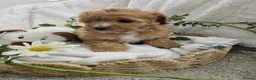 Cavapoo dogs for sale: Stunning Cavapoos 2 Rare Chocolate - Advert 7
