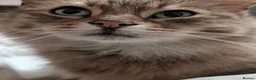 Mixed Breed cats for sale: 2 loving cats urgently needing good home  in Scarborough - Advert 2