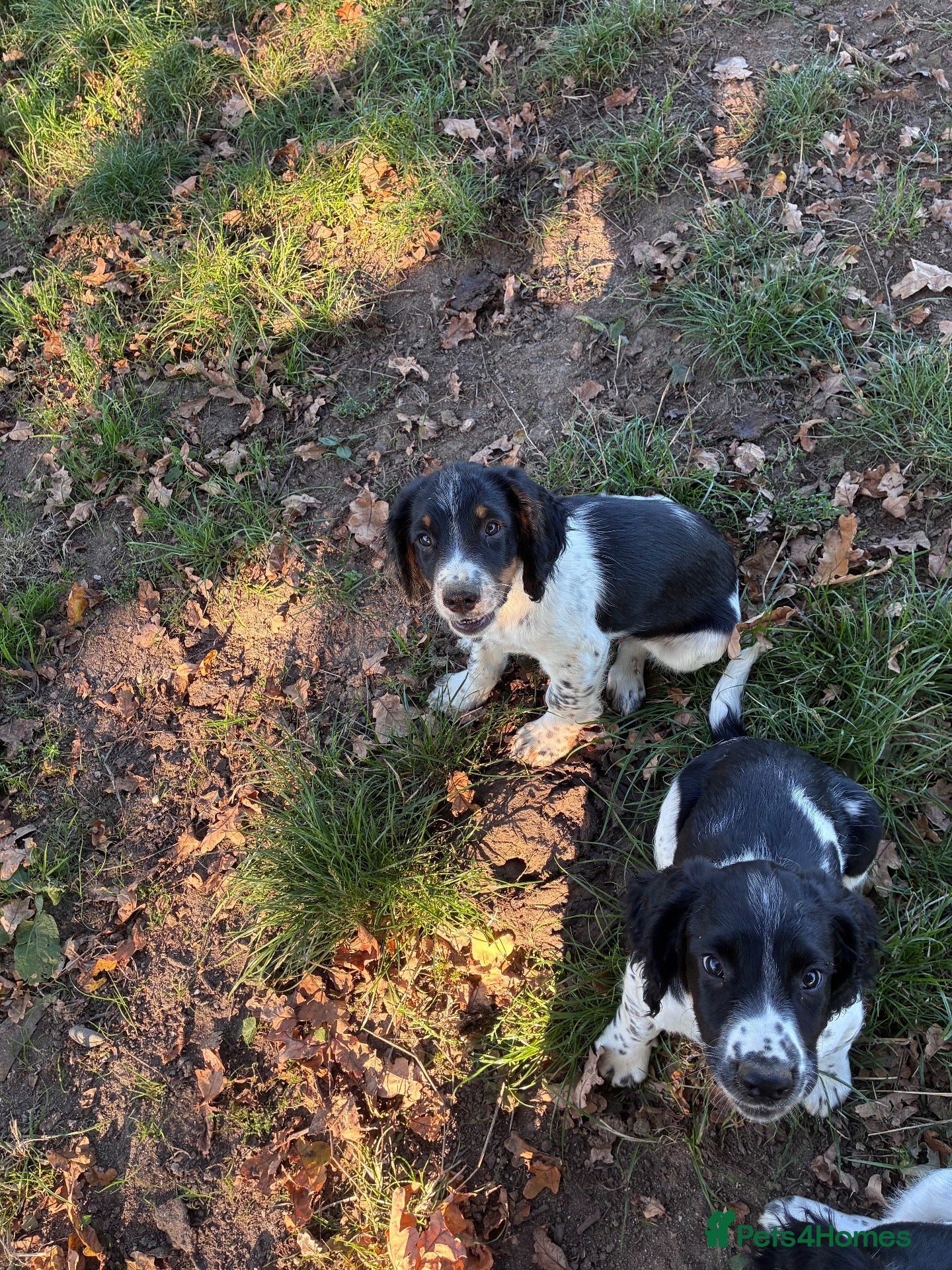 English Springer Spaniel dogs READY NOW - ENGLISH SPRINGER SPANIEL PUPPIES - Advert 2