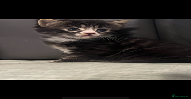 Mixed Breed cats - Advert 5