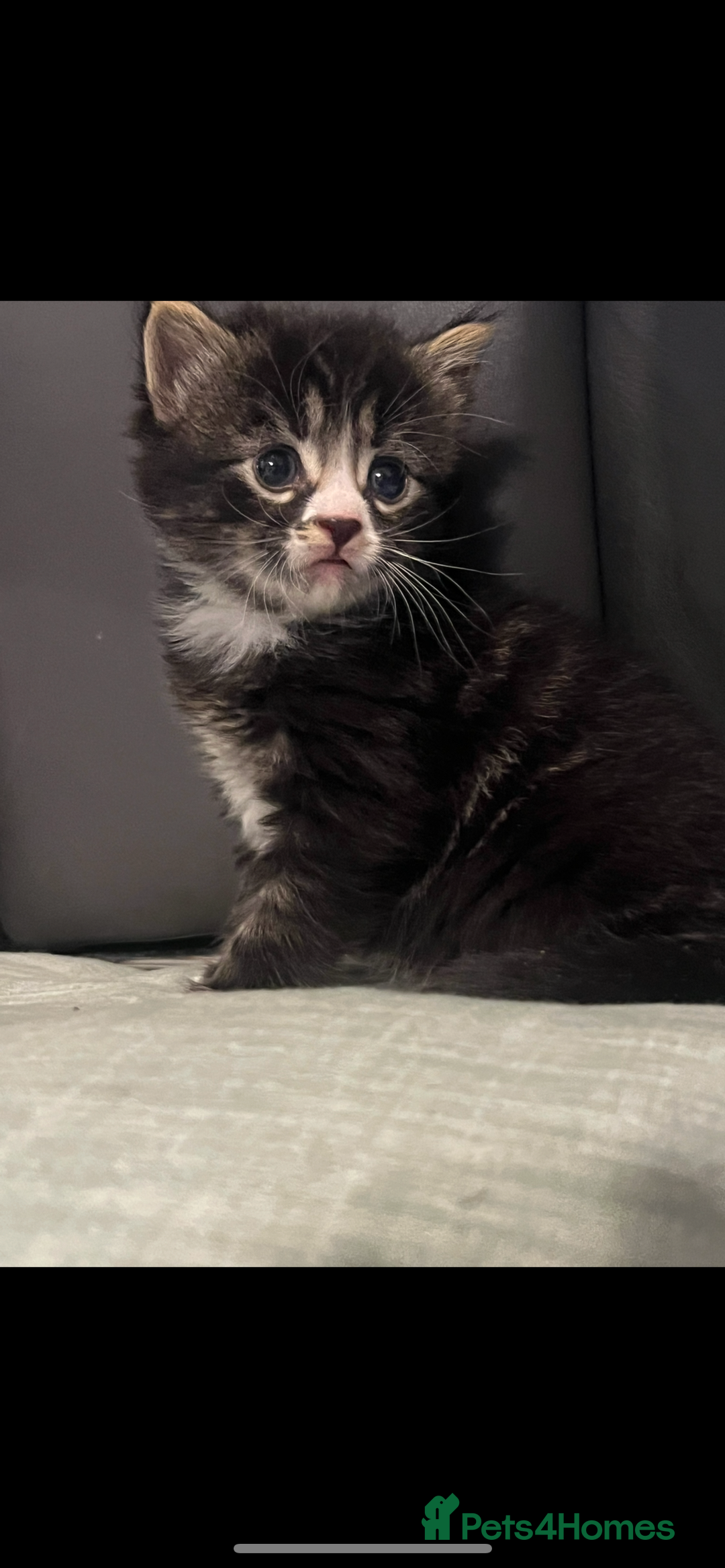 Mixed Breed cats for sale: Perfect Kittens  - Image 3