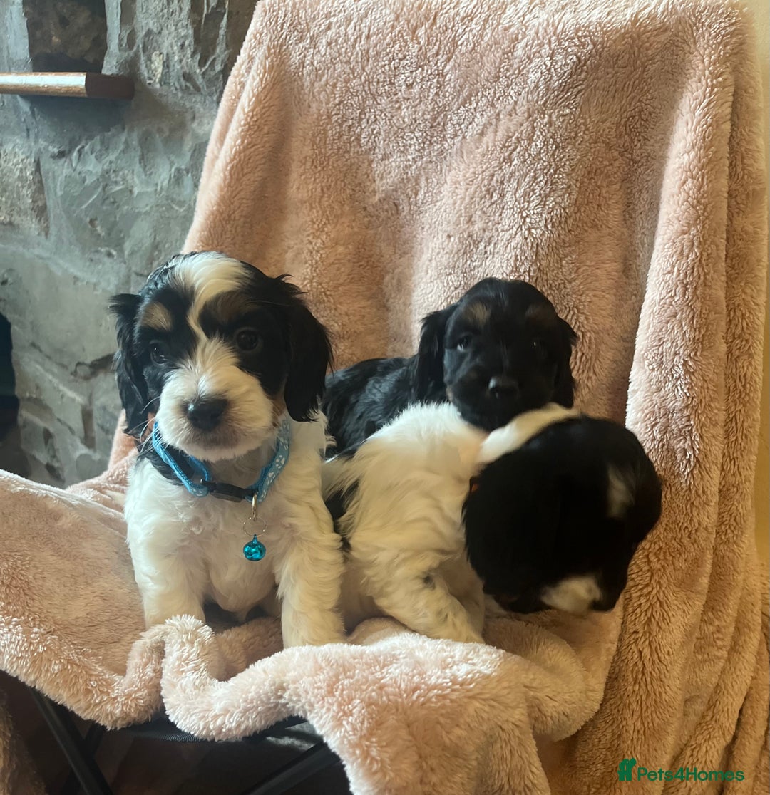 Cockapoo dogs for sale: Playful Cockerpoos  - Image 4