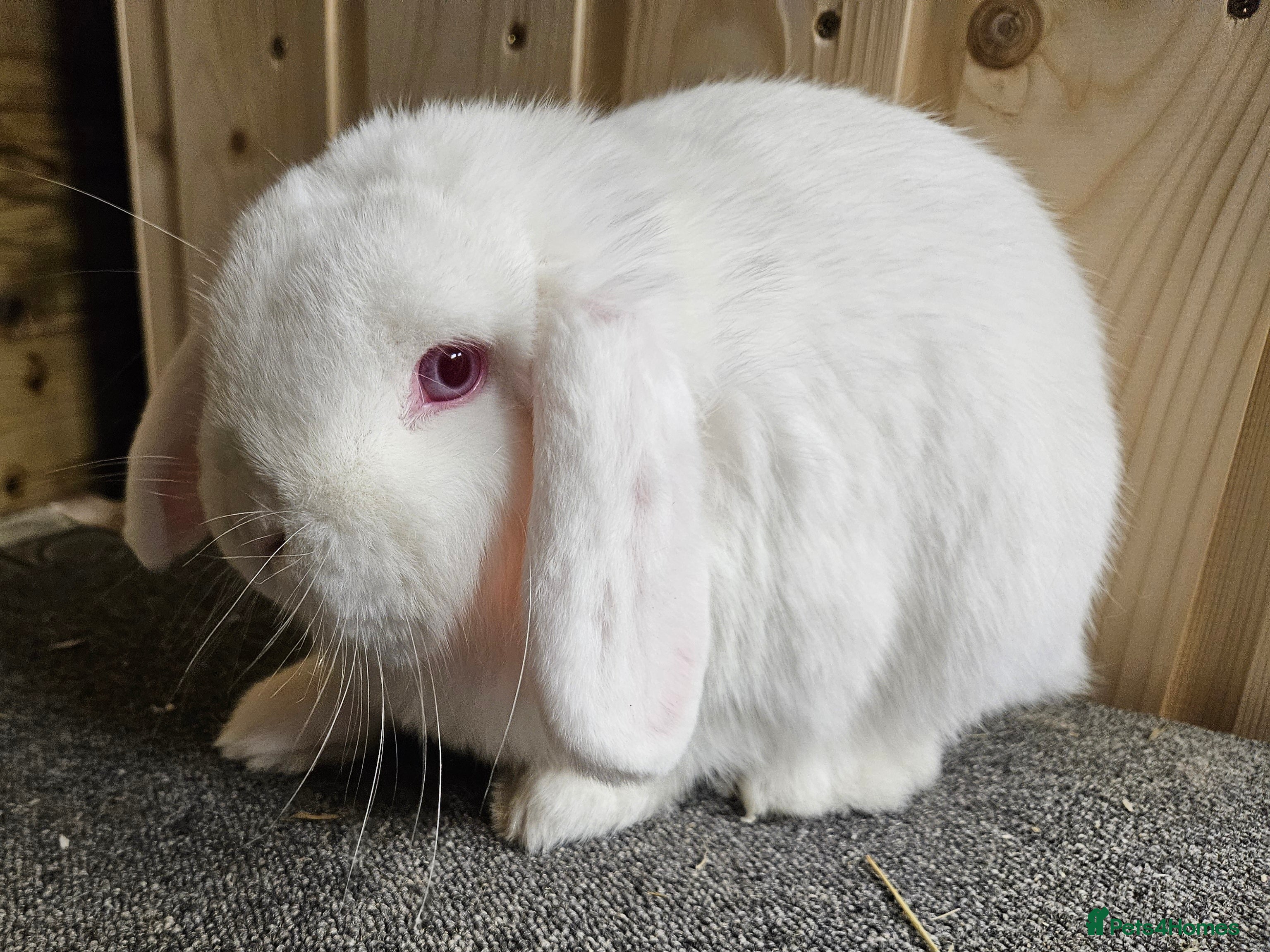 Mixed Breed rabbits Lop Does  Lovely Temperaments.  Vaccinated  - Advert 1
