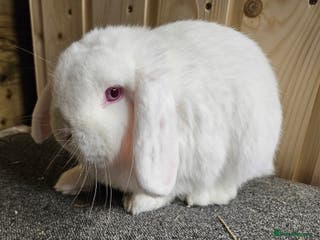 Mixed Breed rabbits Lop Does Lovely Temperaments. Vaccinated - Advert 5