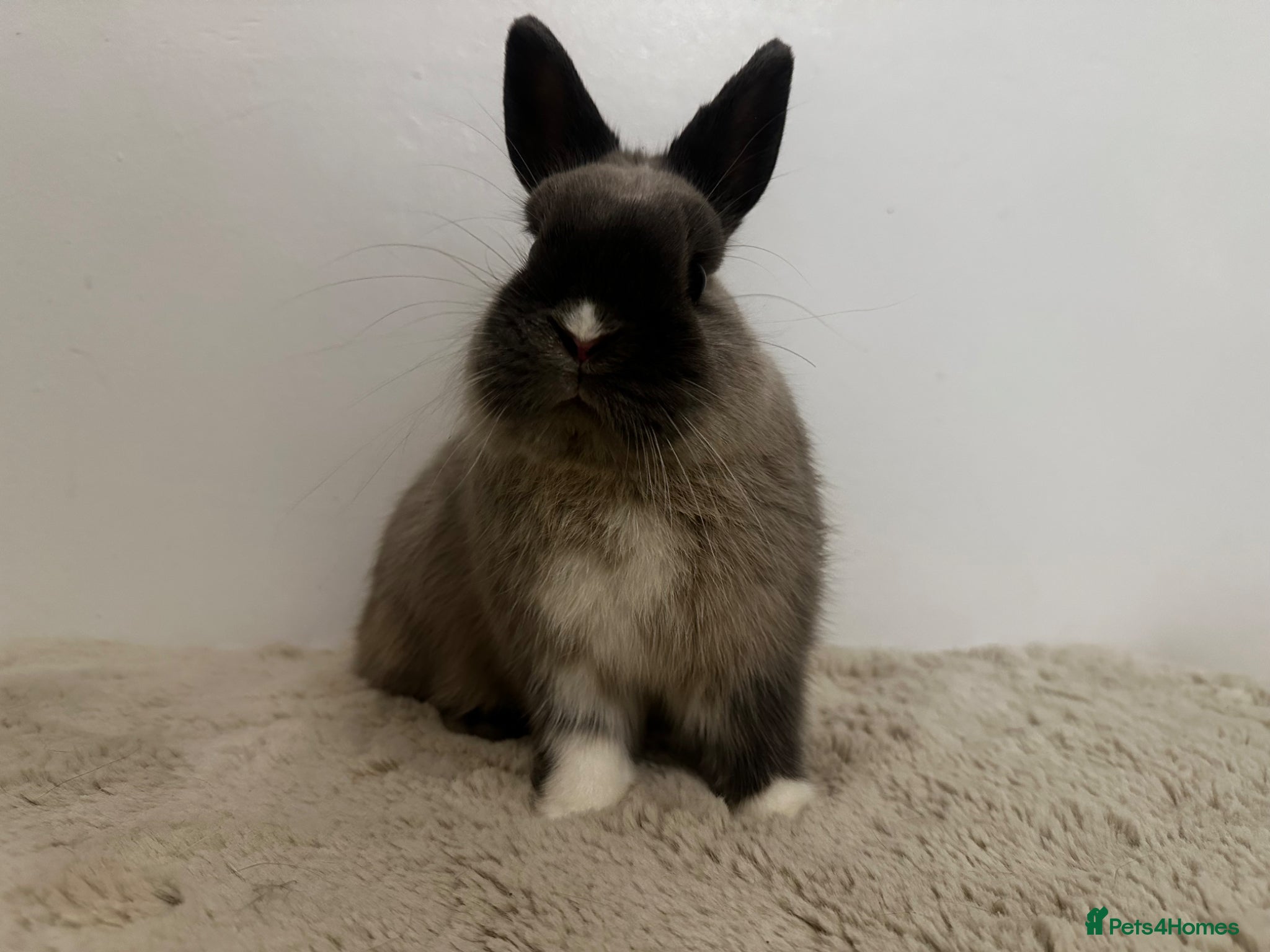 Netherland Dwarf rabbits Gorgeous Netherland dwarf  - Advert 11