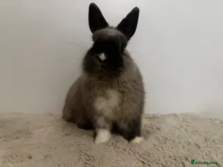 Netherland Dwarf rabbits Gorgeous Netherland dwarf - Advert 11