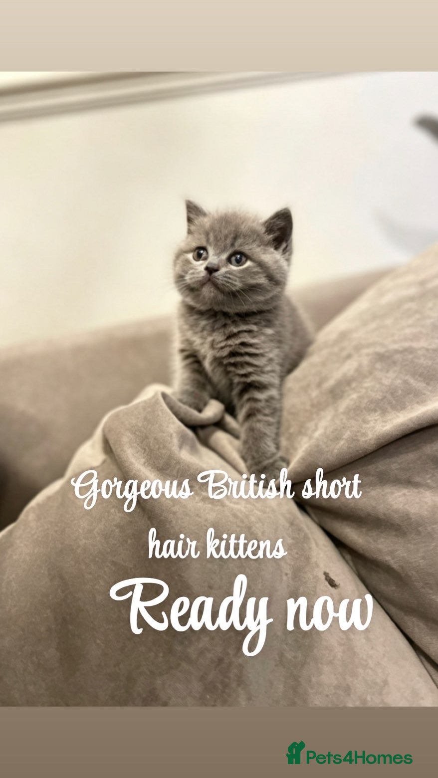 British Shorthair cats Ready now Gorgeous British short hairs  - Advert 5