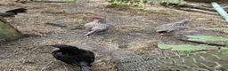 Chickens poultry for sale: Free to good home 4 old hens  in Stoke-on-Trent - Advert 2