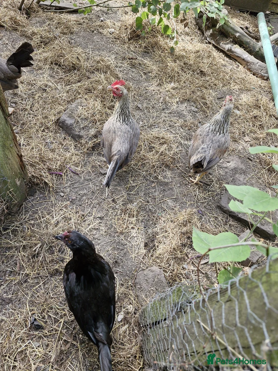 Chickens poultry for sale: Free to good home 4 old hens  in Stoke-on-Trent - Advert 2