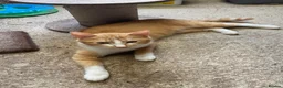 Mixed Breed cats for sale: 10 friendly kittens - Advert 1