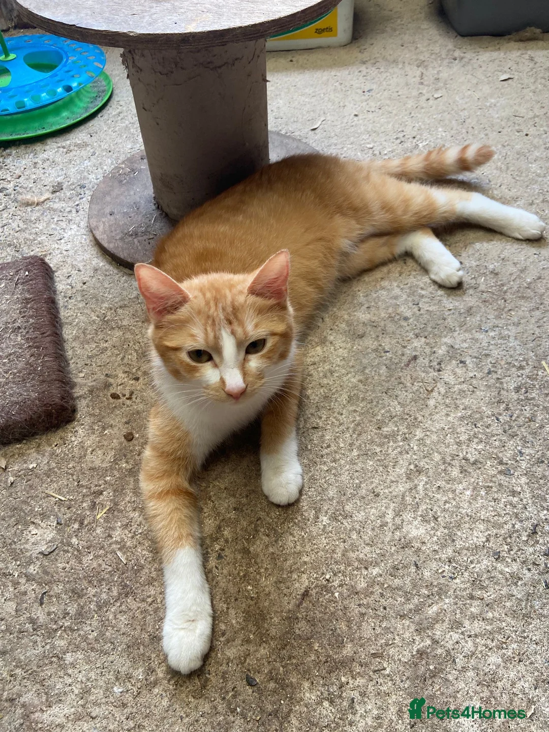 Mixed Breed cats for sale: 10 friendly kittens - Advert 1