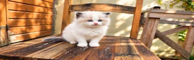Ragdoll 2