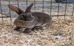 Rex rabbits for sale: Pure breed chocolate Otter Rex rabbits - Image 4